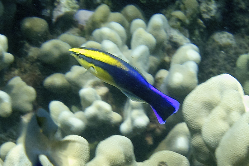 A small brightly stripped yellow and indigo fish swims agains a background of pale finger corals.