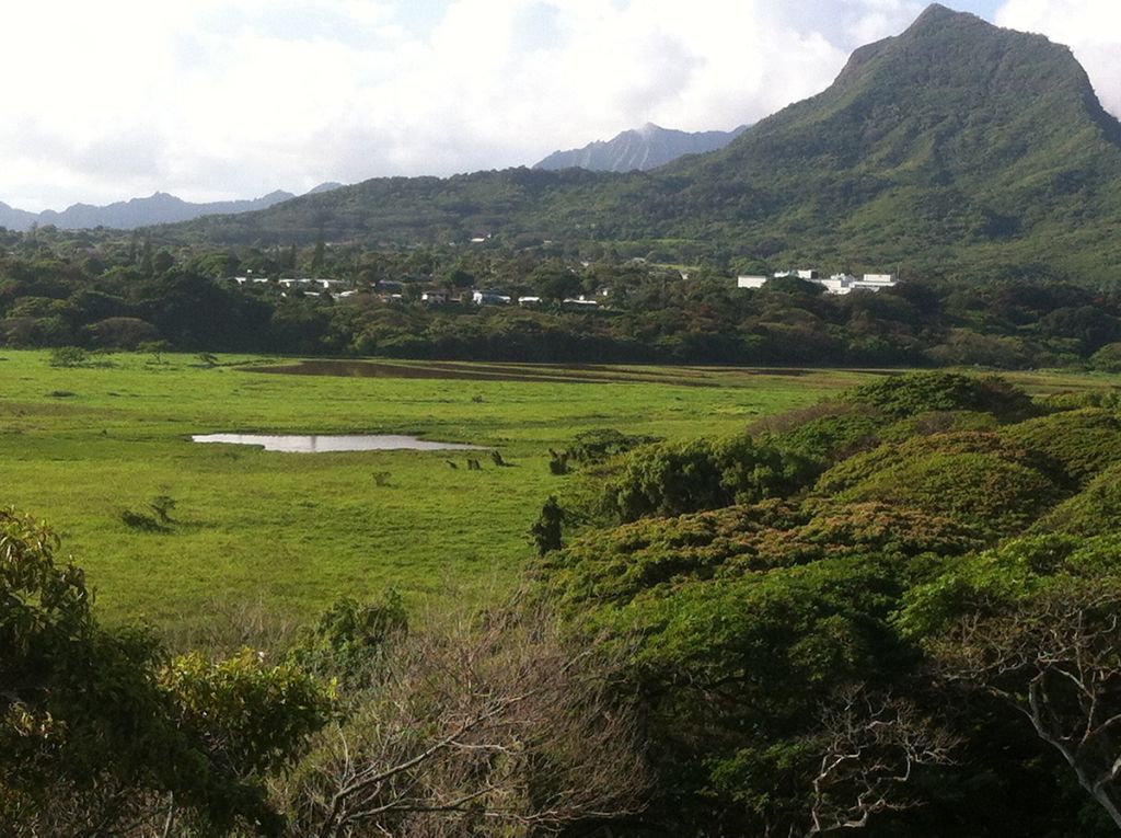 Scenic view across low forest in the foreground, low marsh in middle ground, and a higher rocky hill in the background