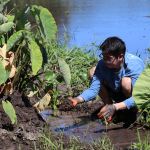 A student squats at the edge of taro patch with a handful of mud to add at the base of the raised plant bed