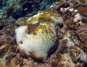 A bulbous-shaped coral is exhibiting signs of thermal stress