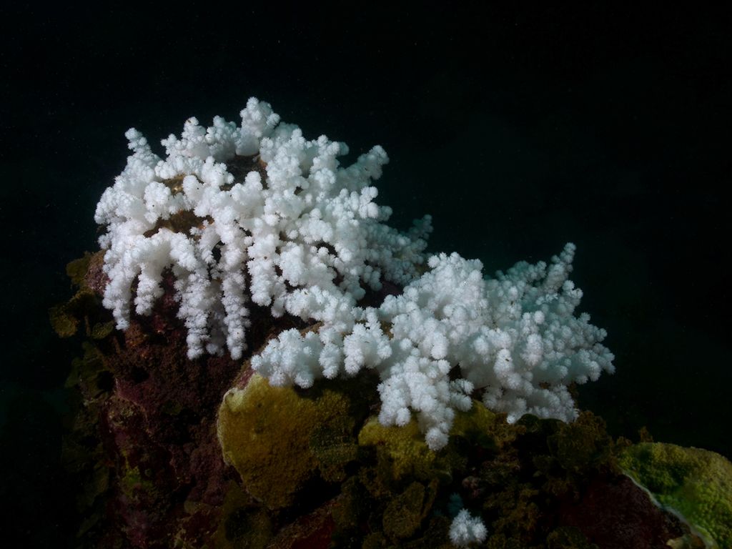 Stark white, finely spiny tufts of coral glow against a dark ocean background