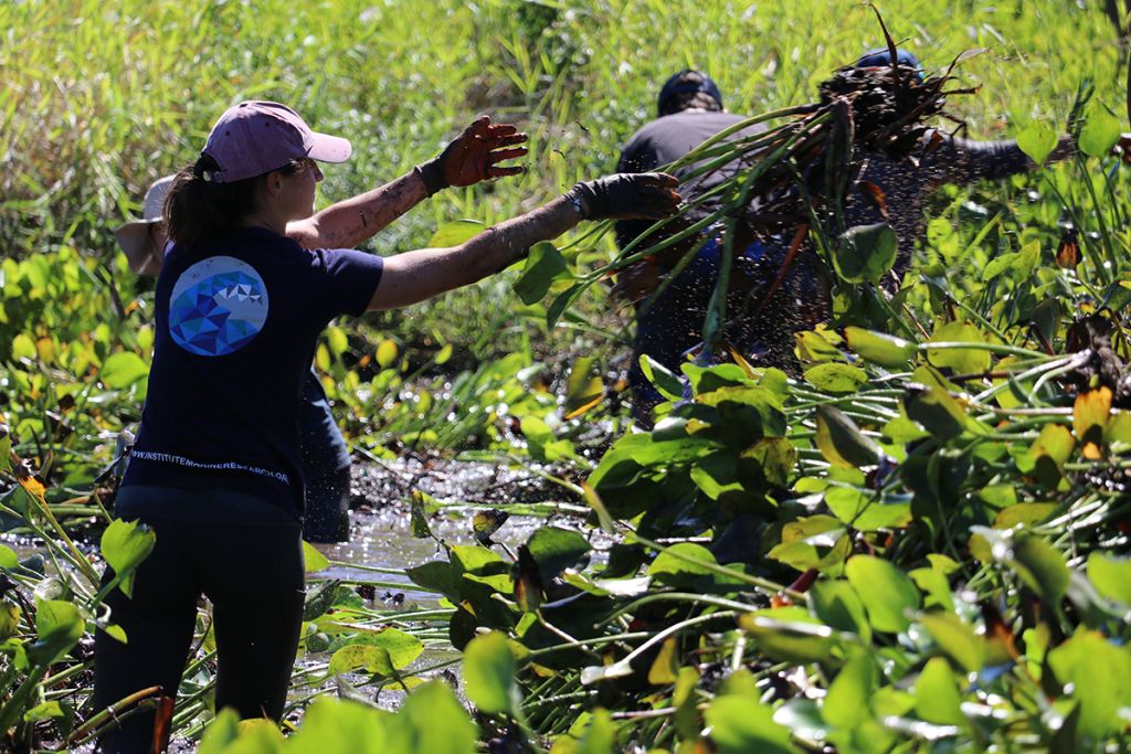 A hatted women standing in knee-deep muddy water and surrounded by plants throws a large hyacinth clump to her right.