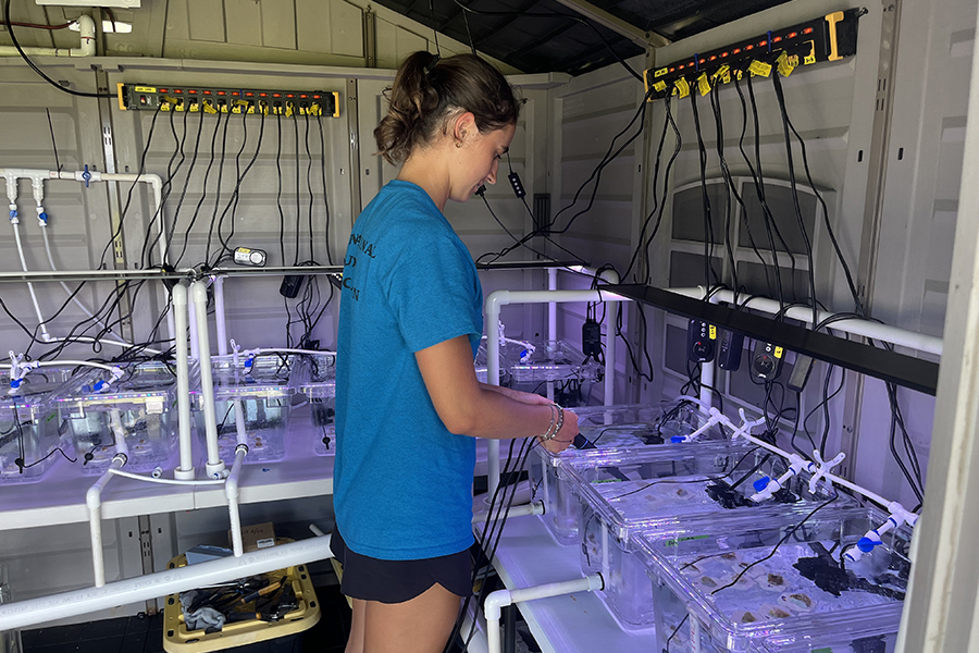 A student stands working with wires in a darkened room filled with small tanks connected by tubing and wiring