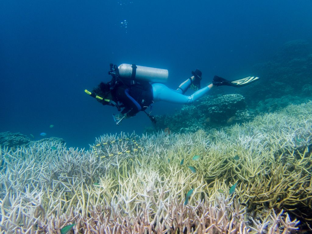 A scuba diver is observing a bed of staghorn corals, which are varying in shades of white and dark yellow