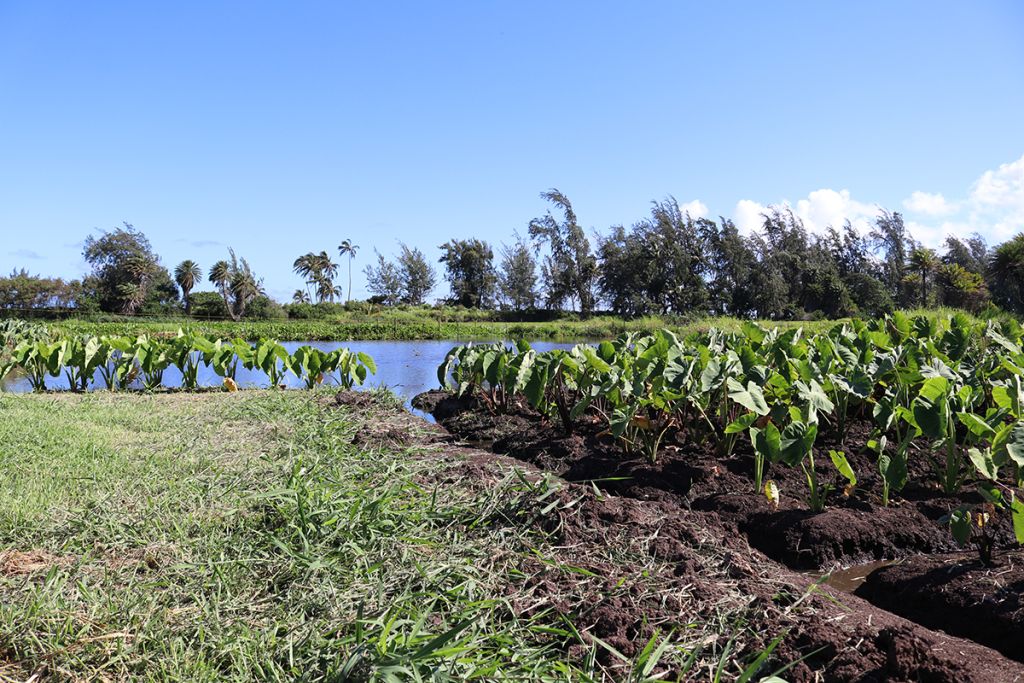 View of green taro plants in rows with blue water and floating hyacinth plants beyond, all under a blue sky