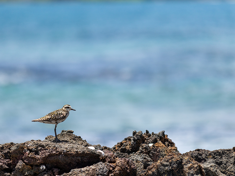 In the foreground, a small leggy bird stands, in profile, on a rocky outrcrop, against a blurred oceanscape in the distance