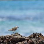 In the foreground, a small leggy bird stands, in profile, on a rocky outrcrop, against a blurred oceanscape in the distance