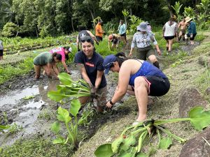 Group working together to pull weeds in taro patch.