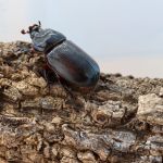 Coconut rhinoceros beetle perched on the bark of old tree on white background.