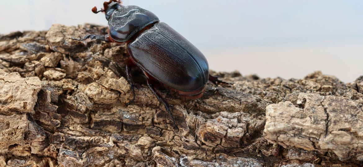 Coconut rhinoceros beetle perched on the bark of old tree on white background.