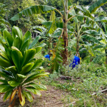 Two workers in blue shirts are barely visible attending to trees in a lush, multi-species agroforestry plot