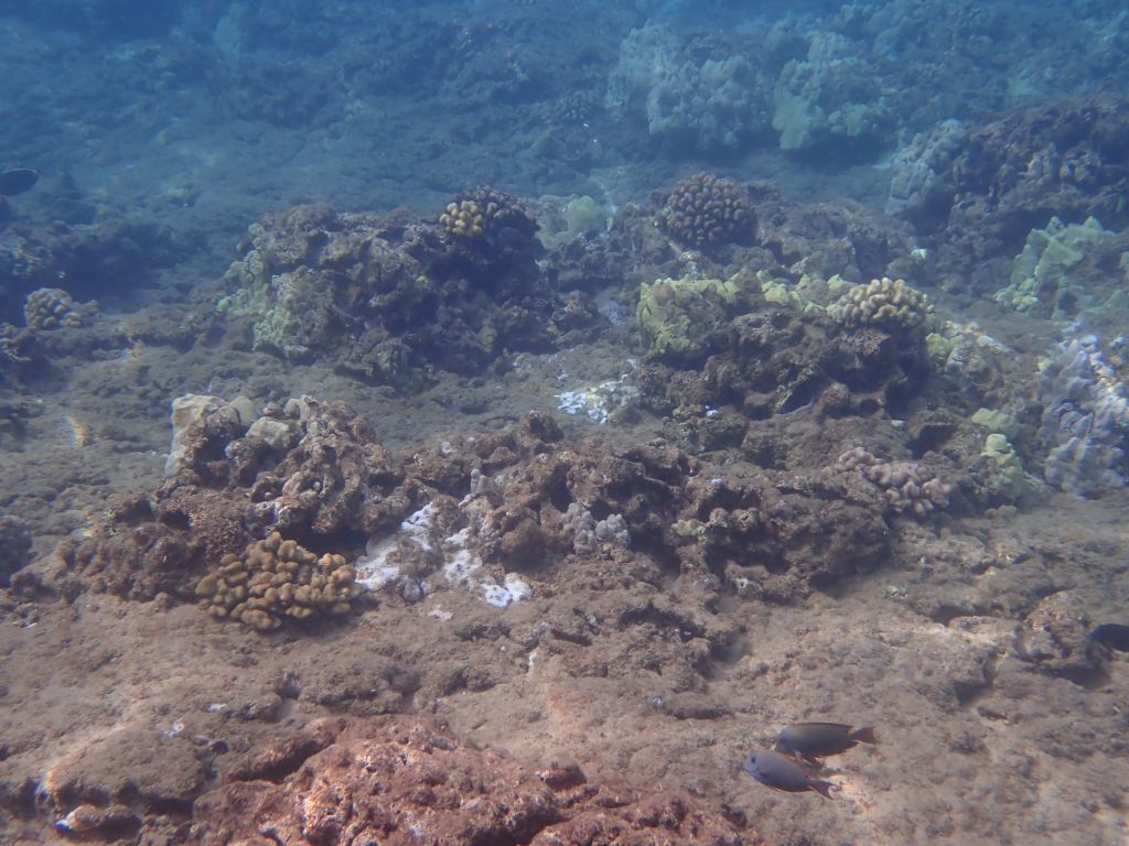 A few healthy corals are scattered across a landscape of unhealthy encrusted and porous reef structures