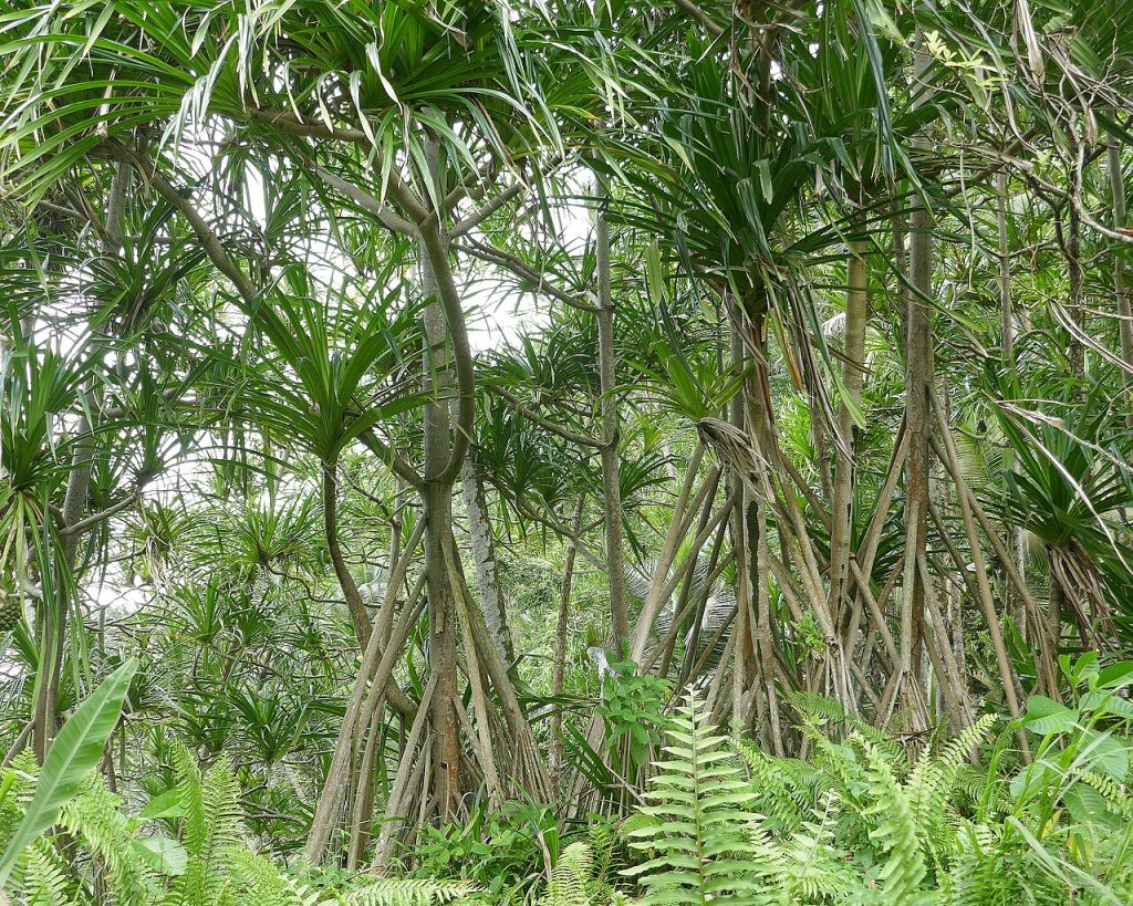 View through a cluster of Pandanus trees with long, thin, green blades from their tops and characteristic subaerial root structures, giving their lower halves a braced, triangular look