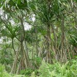 View through a cluster of Pandanus trees with long, thin, green blades from their tops and characteristic subaerial root structures, giving their lower halves a braced, triangular look