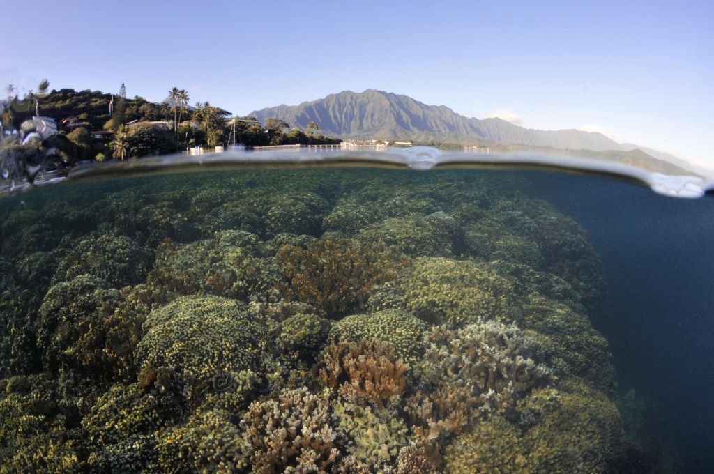 A creatively framed picture shows humps of corals underwater in the lower half, and the shoreline and mountains beyond in the upper half