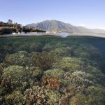 A creatively framed picture shows humps of corals underwater in the lower half, and the shoreline and mountains beyond in the upper half