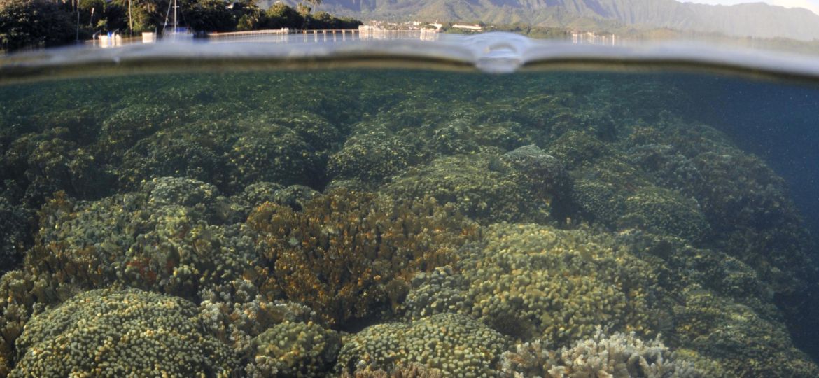 A creatively framed picture shows humps of corals underwater in the lower half, and the shoreline and mountains beyond in the upper half