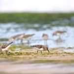 Small sandpipers with white bellies and spotted backs, poke at the sand for food