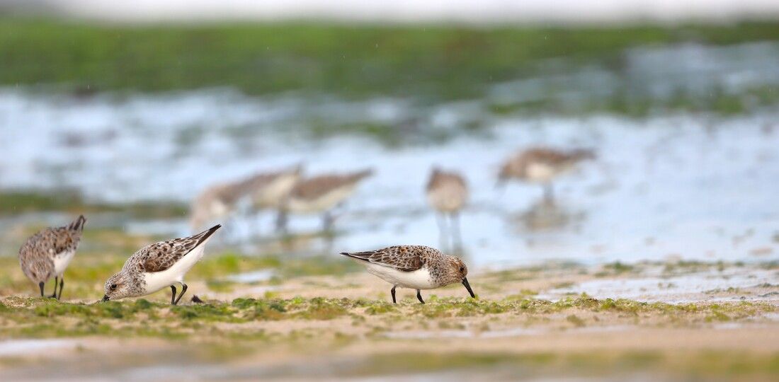 Small sandpipers with white bellies and spotted backs, poke at the sand for food