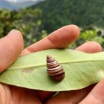 Pacific RISCC December 2024 Webinar - Conserving the Kāhuli: Climate Change and Invasive Species Impacts on Native Hawaiian Land Snails