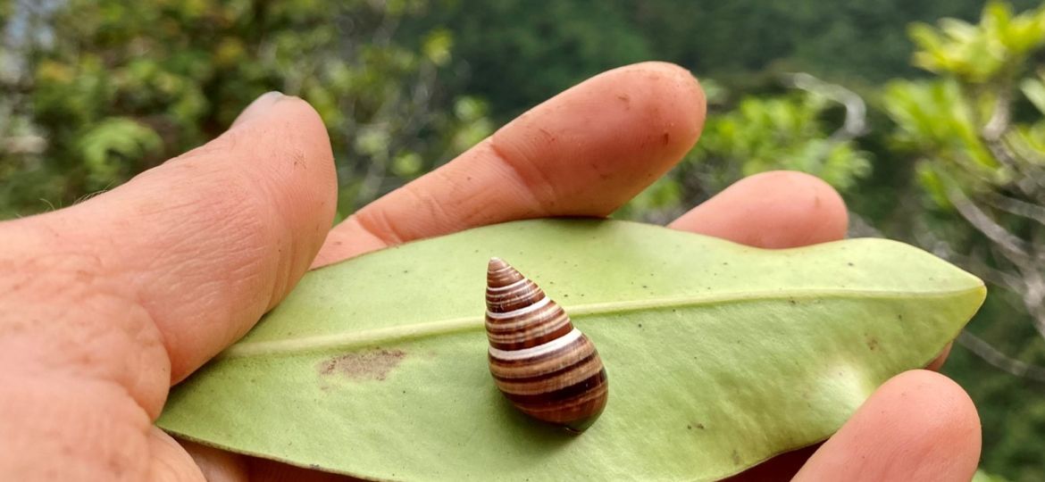 Picture of native Hawaiian tree snail - MNHIP Wailau ParSpp