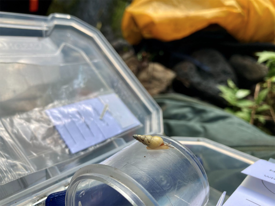 A large intricately colored snail rests atop a plastic container