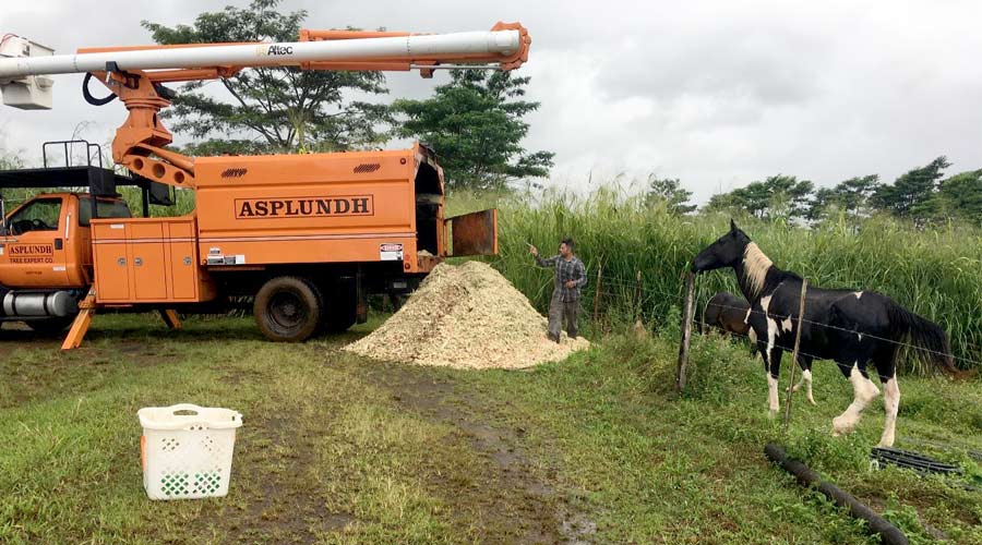 Photo of a horse standing next to a large pile of albizia wood chips.