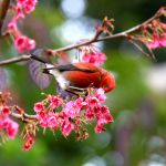 Red ʻapapane bird sits on cherry blossom brance.