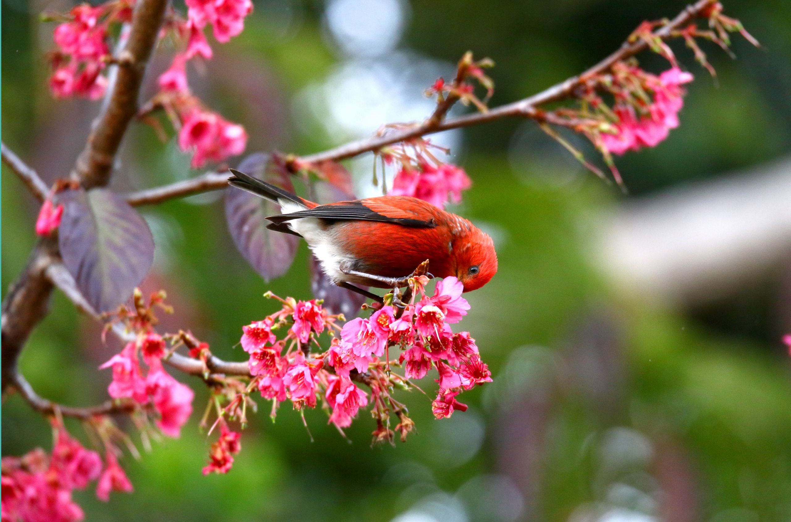 Red ʻapapane bird sits on cherry blossom brance.