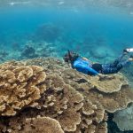 Seabird guano beneficial to overall health of corals