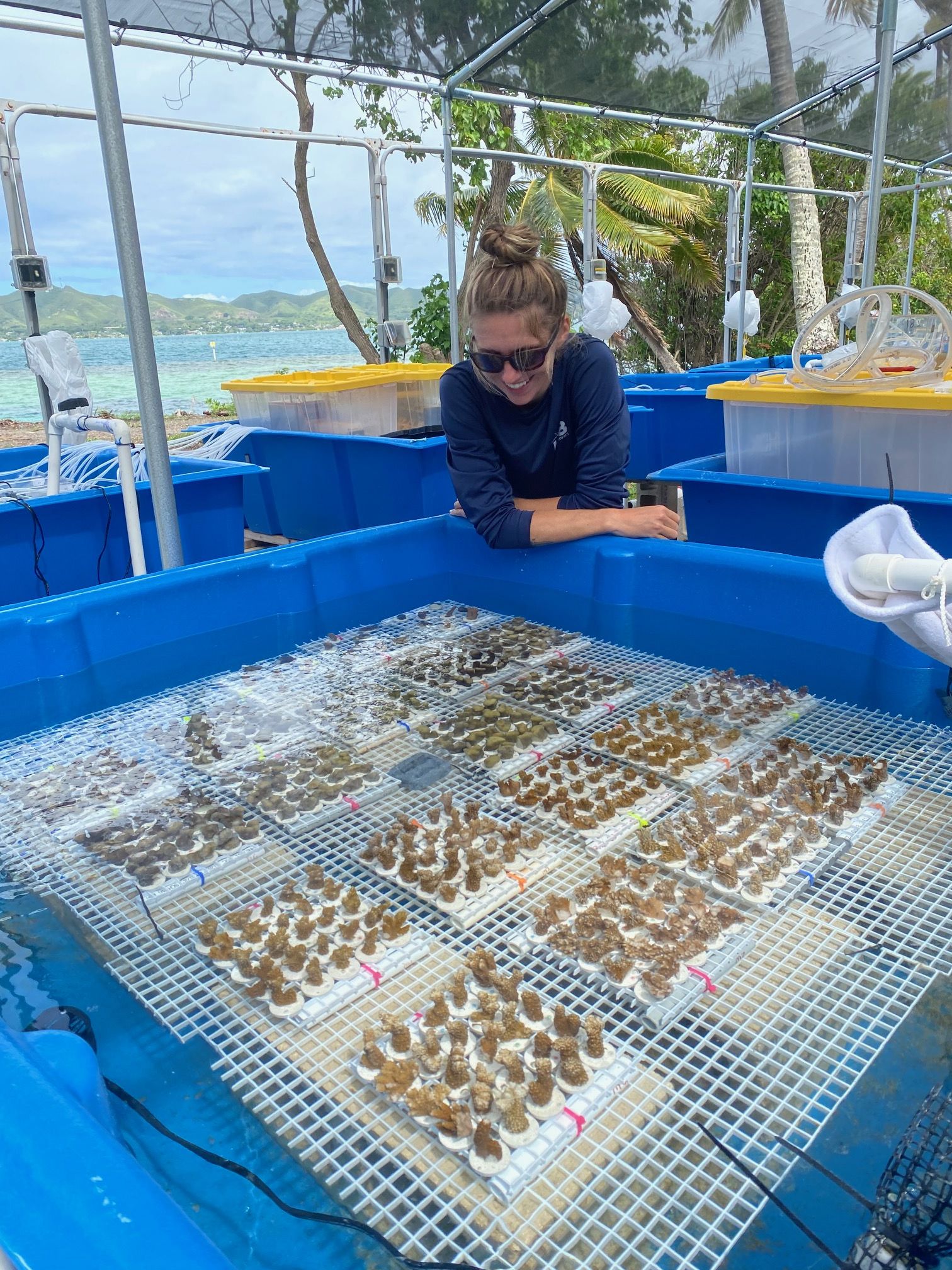 Photo of coral samples with Jessica in the background