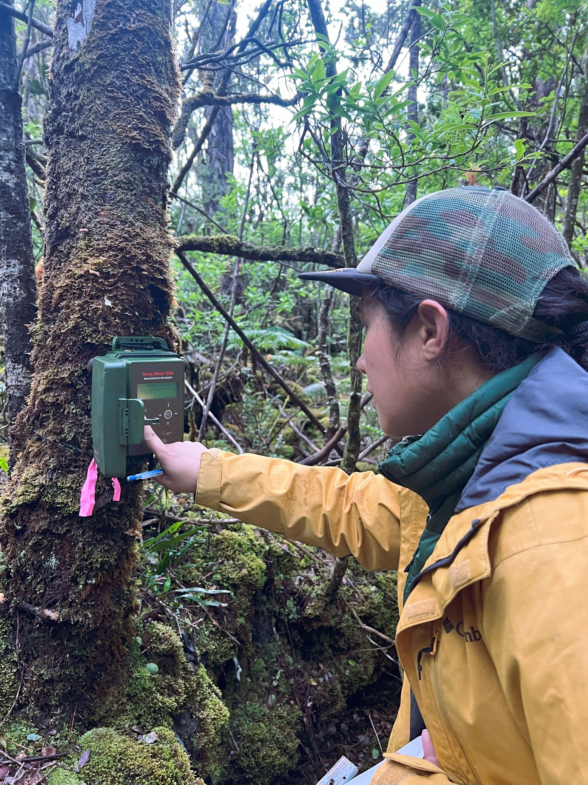 Tupu in front of a green recorder which is attached to a tree.