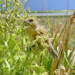 Post-release Monitoring of the ʻEkupuʻu on Eastern Island