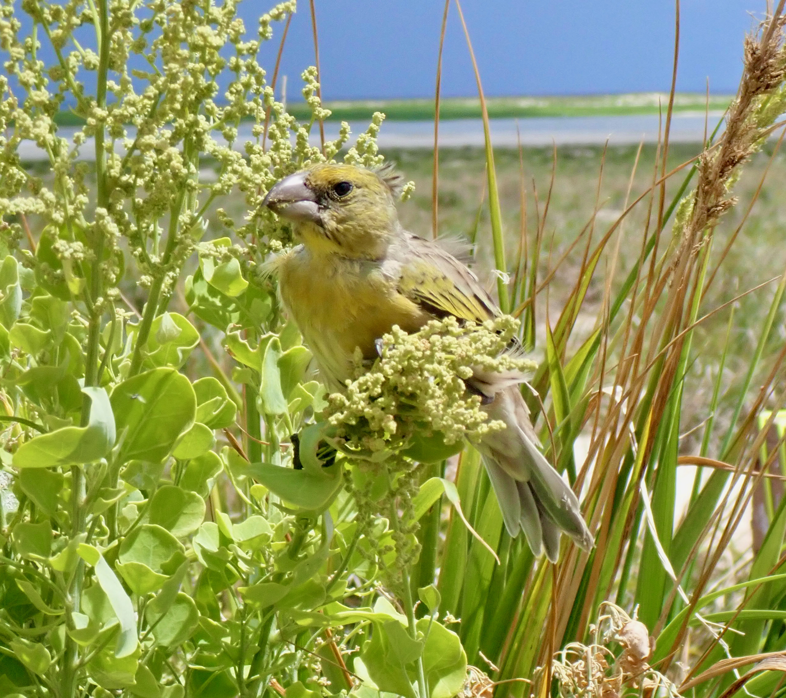 Closeup of ʻekupuʻu as it sits perched on a plant.