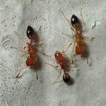 Photo of 3 Destroyer Ants side by side