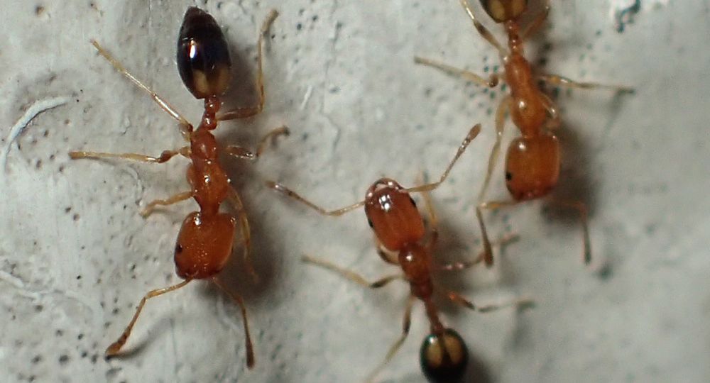 Photo of 3 Destroyer Ants side by side