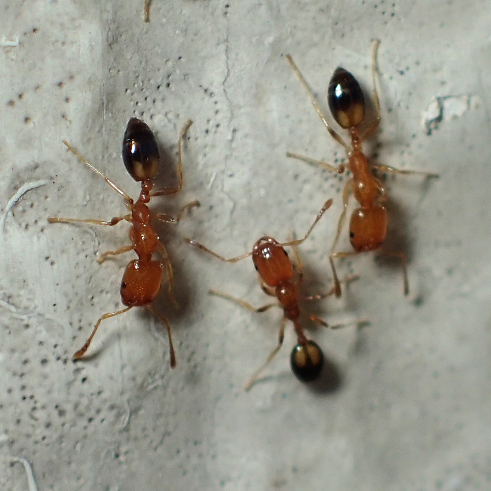 Photo of 3 Destroyer Ants side by side 