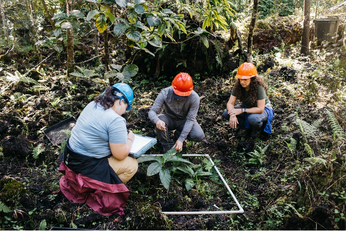 Three women in forest kneeling over a plant, logging an observation.