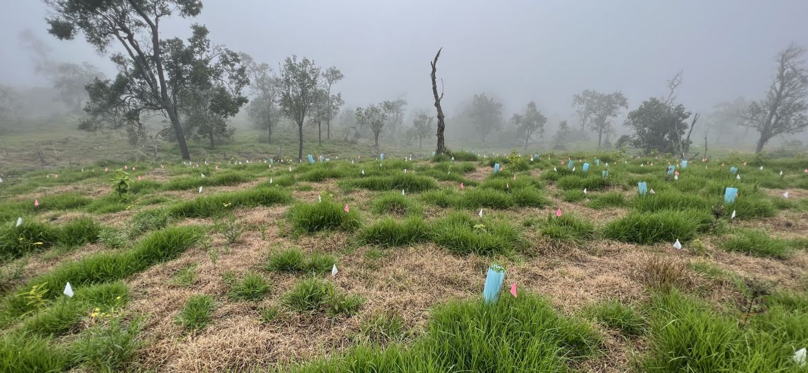 MesicPastureRestoration