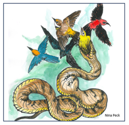 Artwork Nina Peck for Ann Marie Gawel Pacific RISCC Webinar May 2025