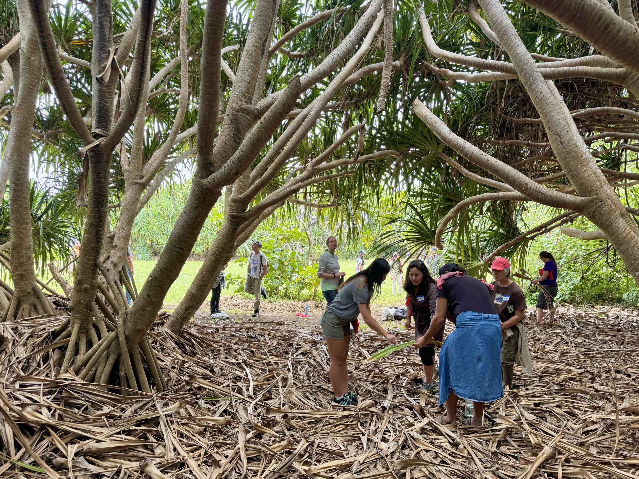 Participants stand in the middle of a grove